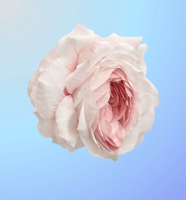 SECRET ROSE 